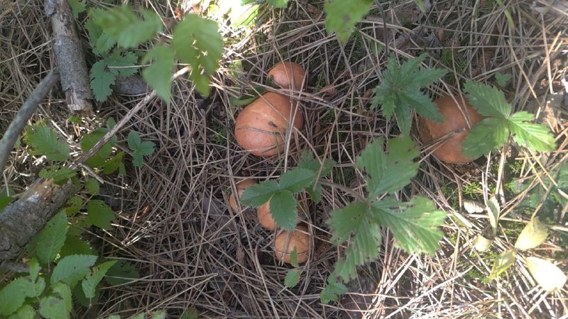 Поездки за грибами с опытным грибником 2