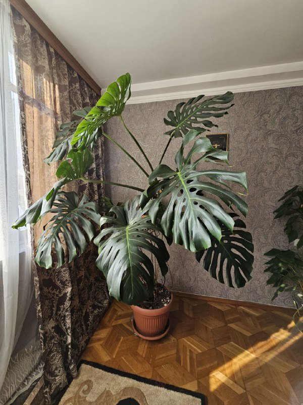 Манстера 15 лет