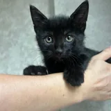 Котята, два братика 2
