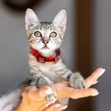 Белла, кошечка 3 месяца 1