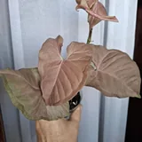 Комнатные растения, монстера, диффенбахия, фикус, суккуленты 8