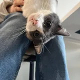 Кот Бэмби 2
