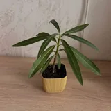 Домашние растения и цветы 5