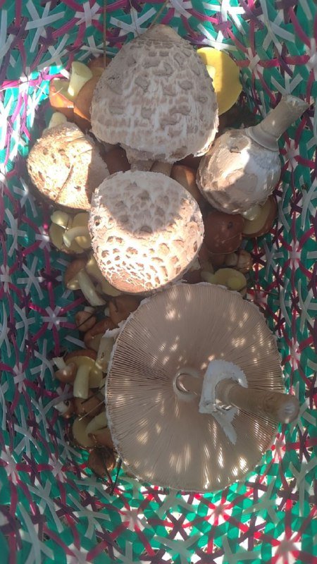 Поездки за грибами с опытным грибником 3