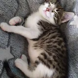 Кошечка 3