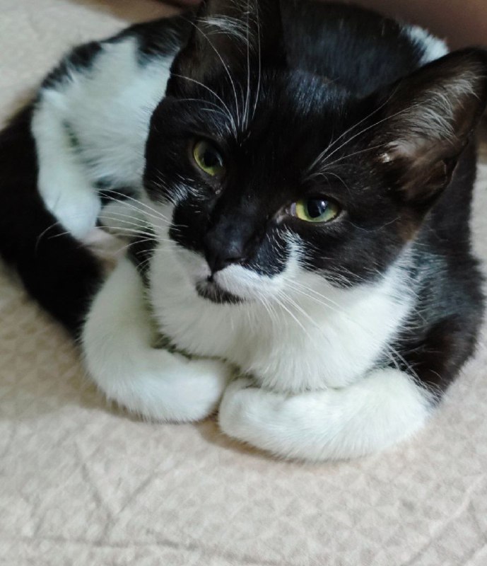 Котенок Пузик ищет дом с игрушками и кормом