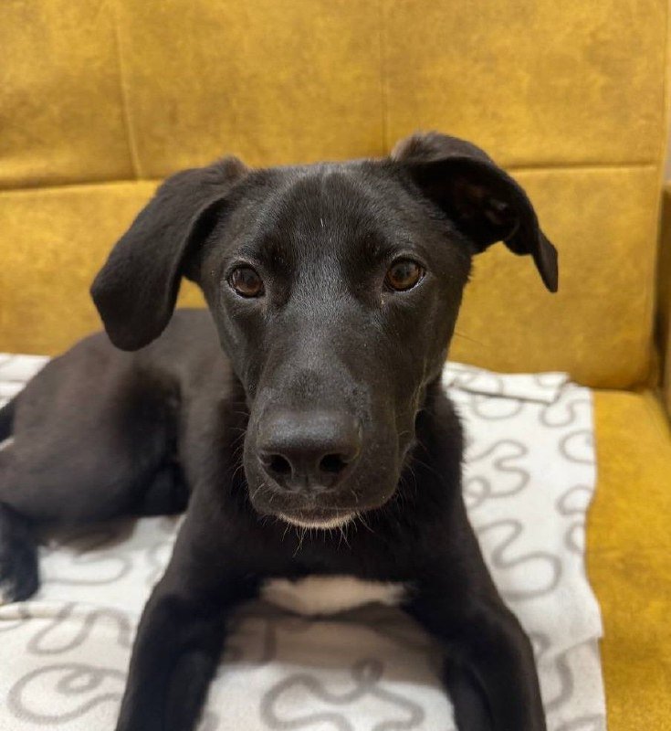 Черный щенок Тото для питомца в семью