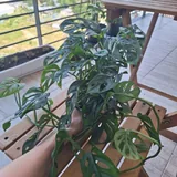 Растения 4