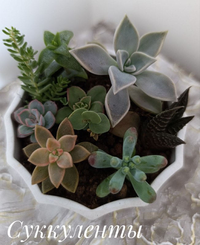 Суккуленты, Красула, Декабрист, Пеларгония, Традесканция 8