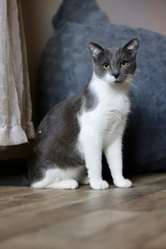 Кот Тихомир 1
