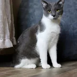 Кот Тихомир 1