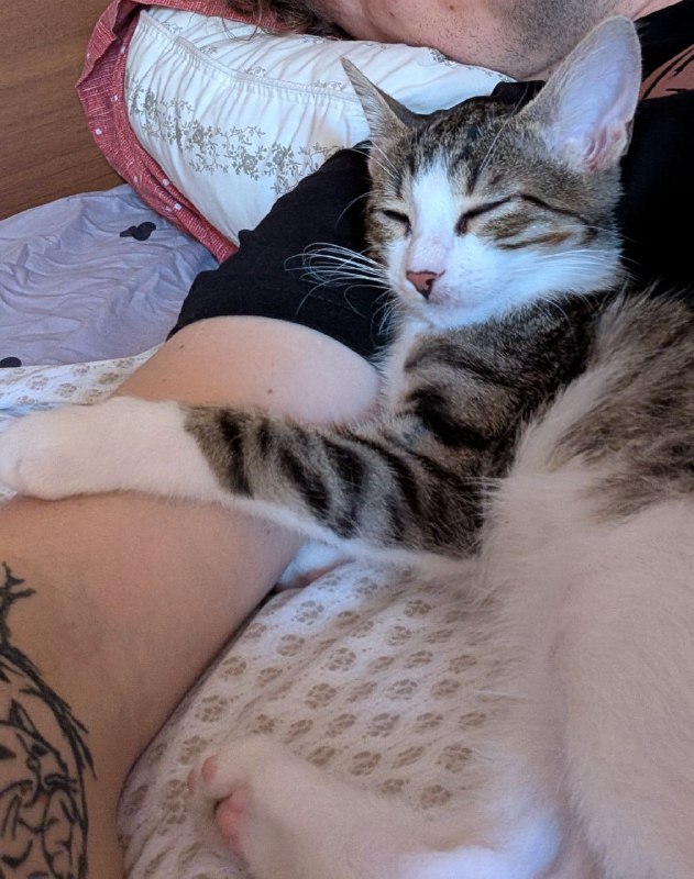 Котёнок по имени Кит ищет дом 2