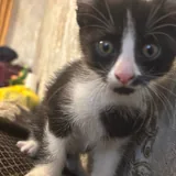 Котёнок 3