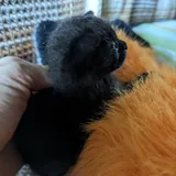 Котенок 1