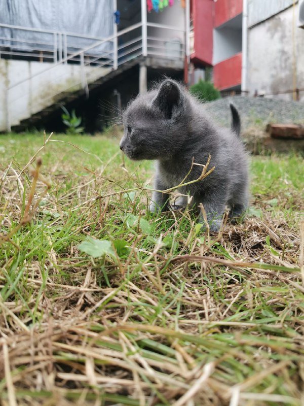 Котята домашние голубые и с белым 10