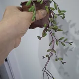 Комнатные растения, суккуленты, калатея, традесканция, хлорофитум 7
