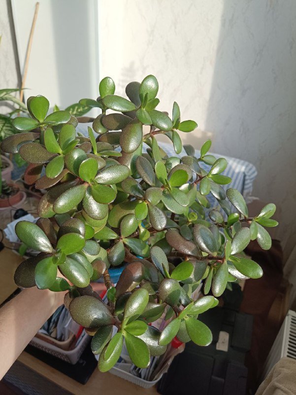 Алоэ вера, Крассула, Замиокулькас растения 4