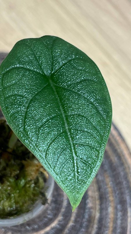 Алоказии и Бегония амфиоксус для продажи 5