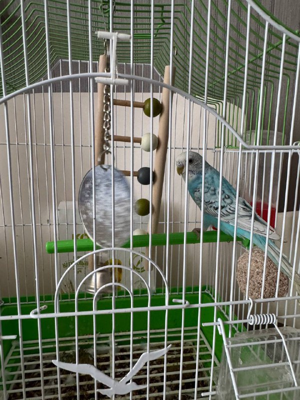Parrot Yunar for adoption, includes cage and accessories 2