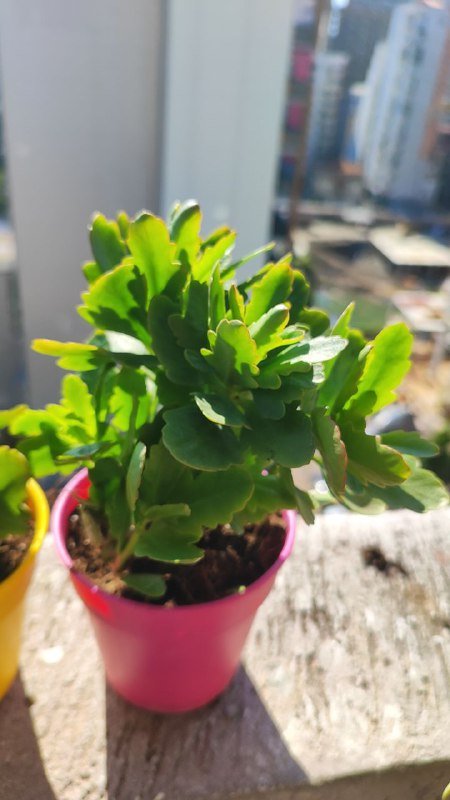 Крупные отростки каланхоэ с корнями в горшочке 4