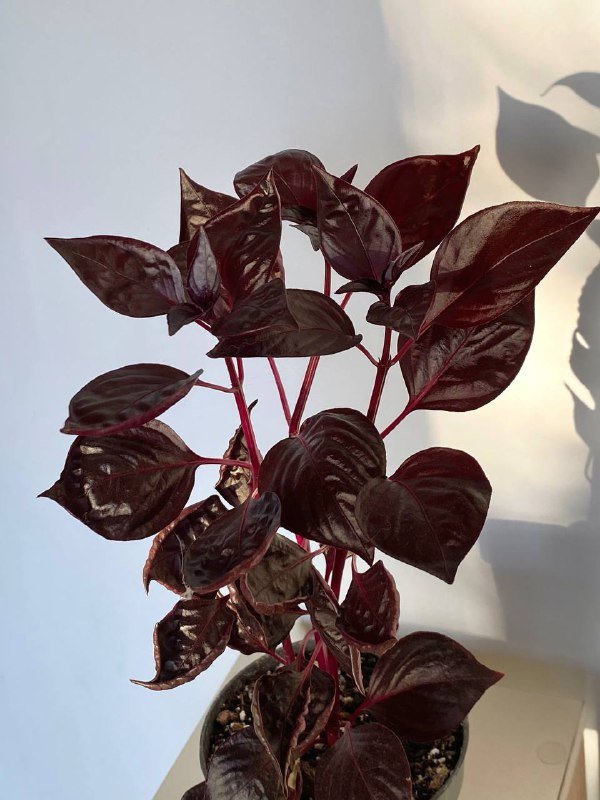 Ирезине растение без горшка 2