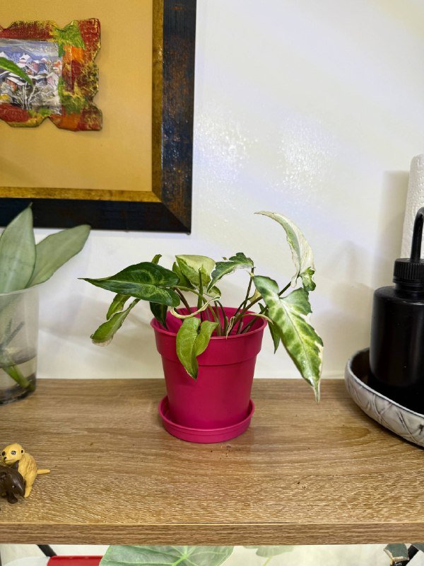 Комнатные растения с горшками 3