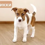 Рикки и Бруно, щенки 1