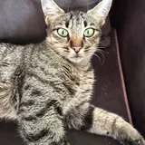 Cat Masha is looking for a home or foster care 3