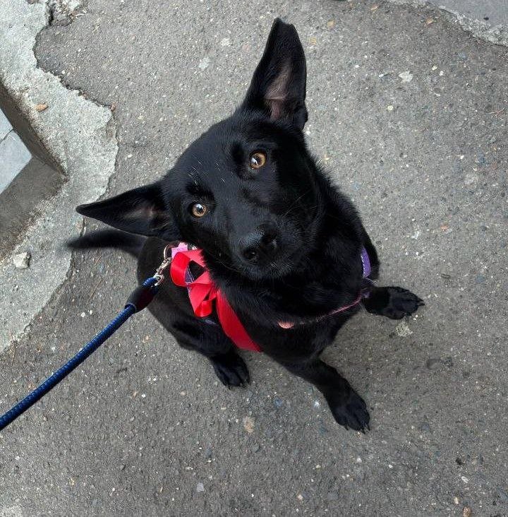 Метис девочка 8 месяцев собака ищет семью