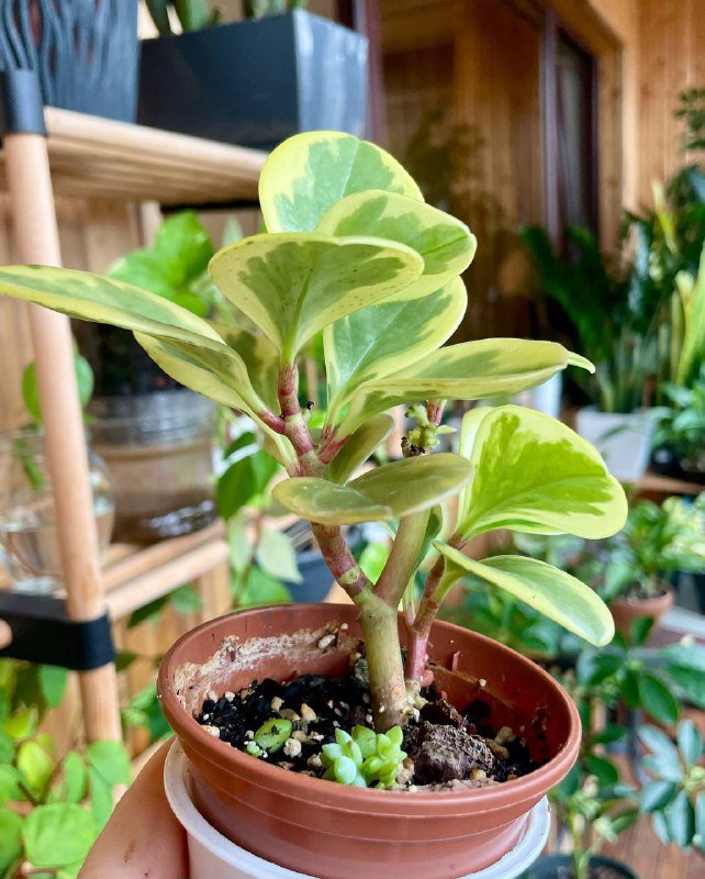 Пеперомия вариегатная суккулент 2