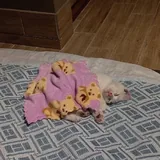 Котёнок-девочка 5
