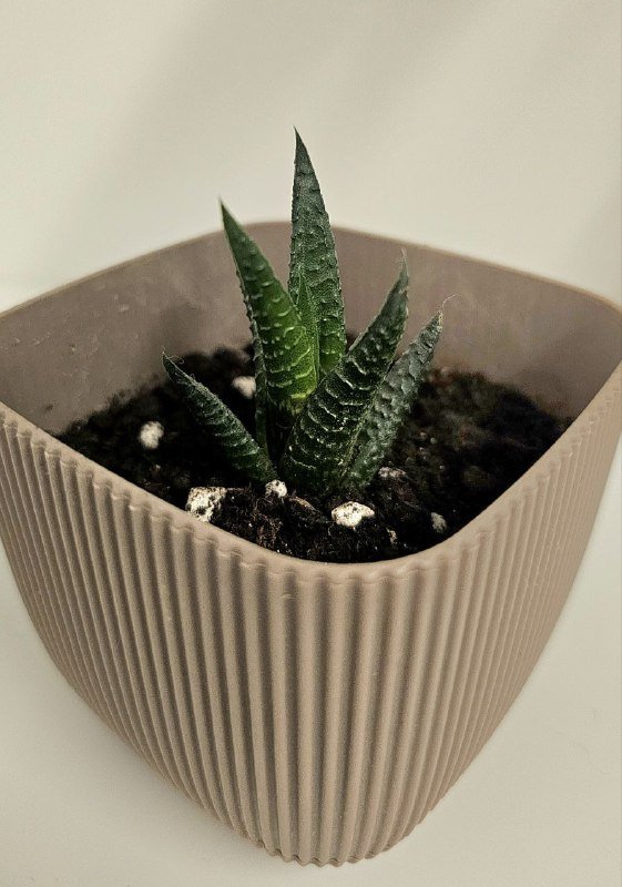 Хавортия лимонолистная