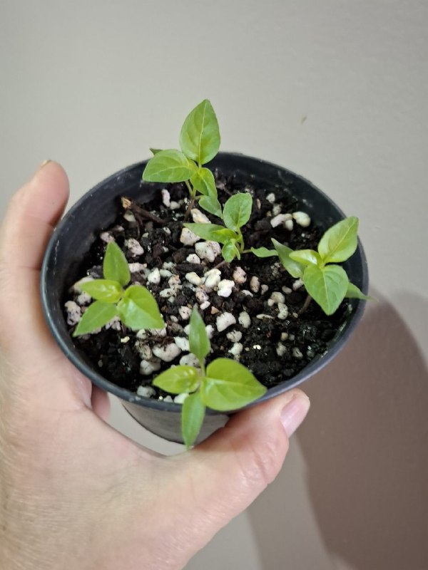 Рассада перцев, суккуленты, сингониум, эхеверия, алоэ, индийский лук 2