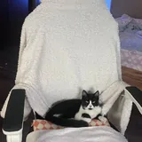 Джаспер, котёнок ищет дом 2