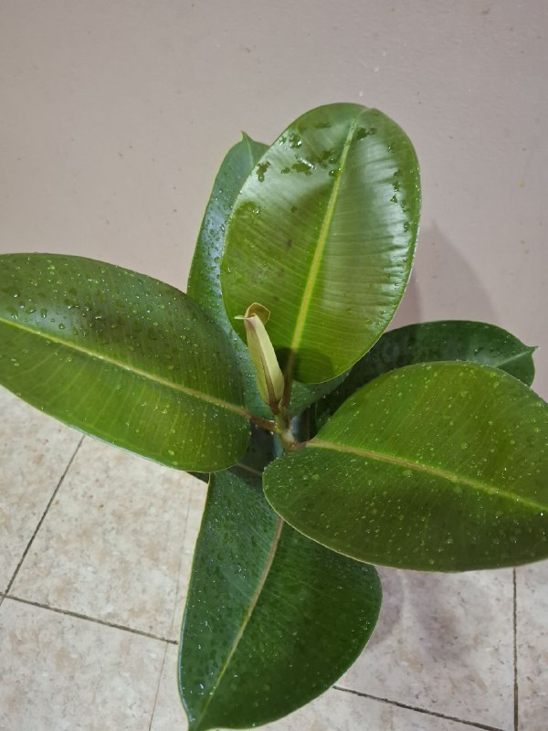 Фикус эластика, пеперомия, портулак, традесканции, шеффлера, седум пальмери 4