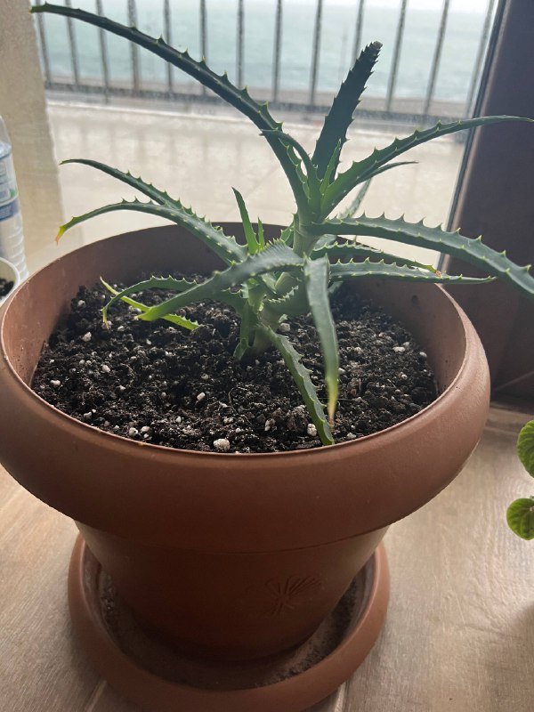 Комнатные цветы алое, суккулент, пеперомия 2