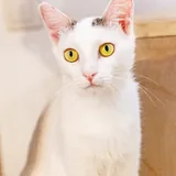 Ласковая стерилизованная кошка Тильда 1
