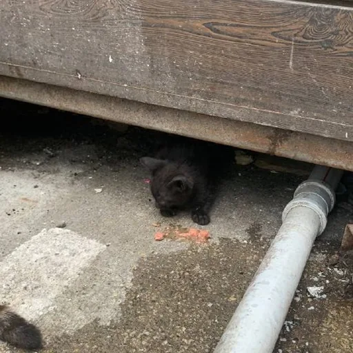 Котенок, черный