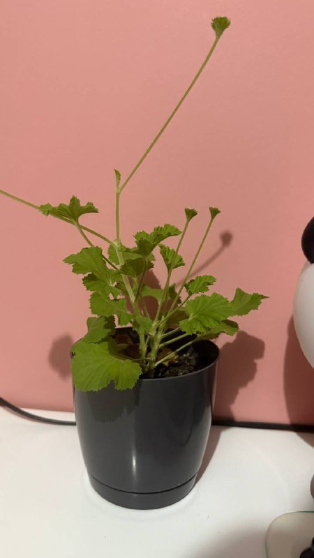 Авокадо в горшках разного размера 6