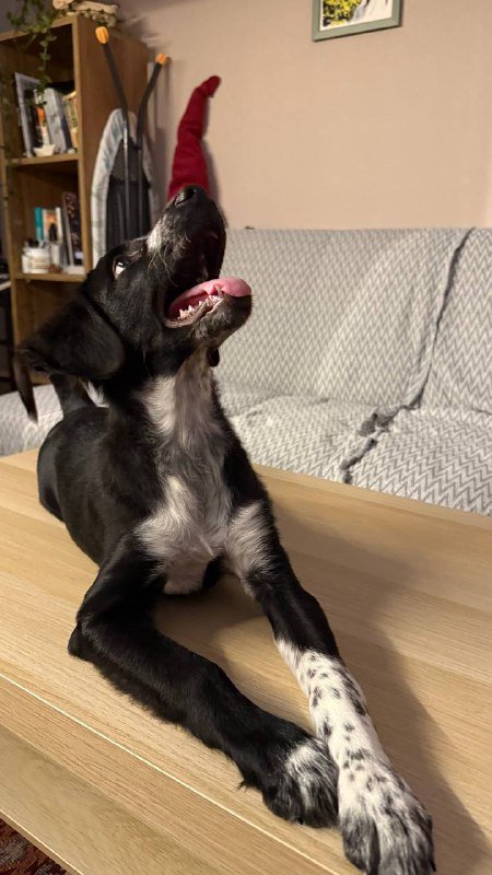 Щенок Макс ищет дом 2