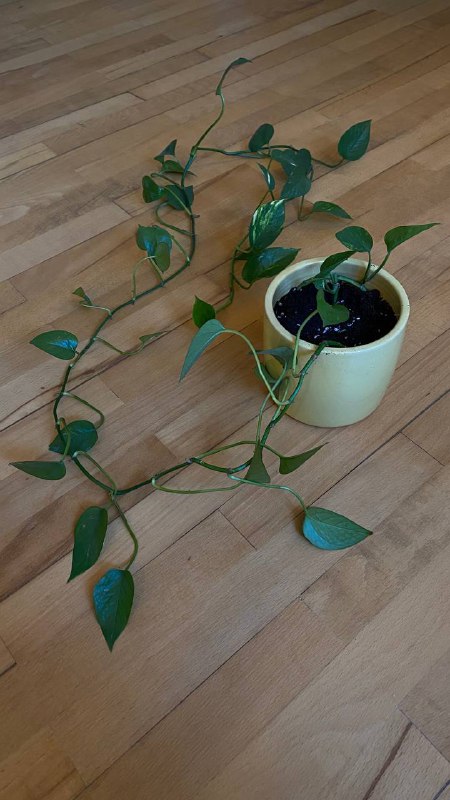 Продажа комнатных растений 4