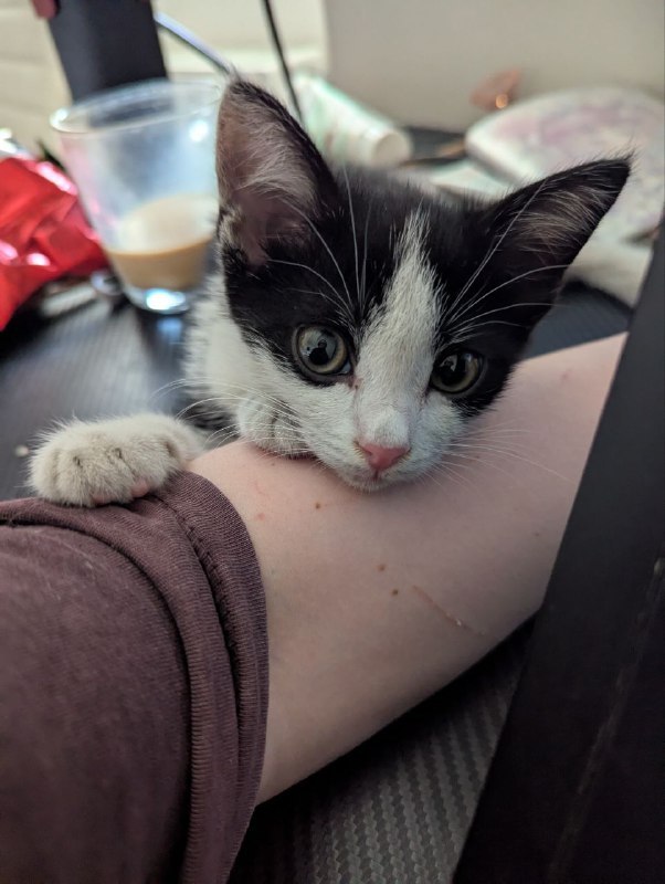 kitten for adoption 3