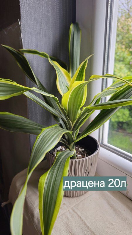 Книги и домашние растения 4