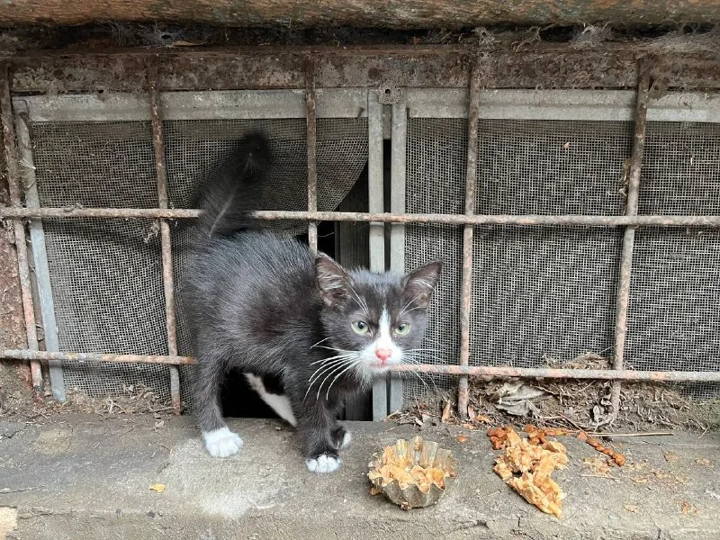 Котёнок в добрые руки