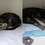 Кошечка 2
