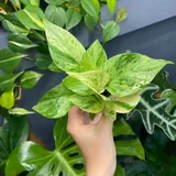Комнатные цветы, растения 6