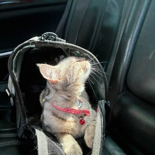 Кошечка Моречка