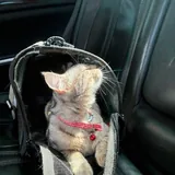Кошечка Моречка 1