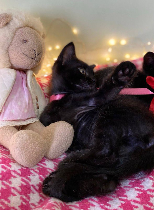 Маленькие черные котята 2 месяца 3
