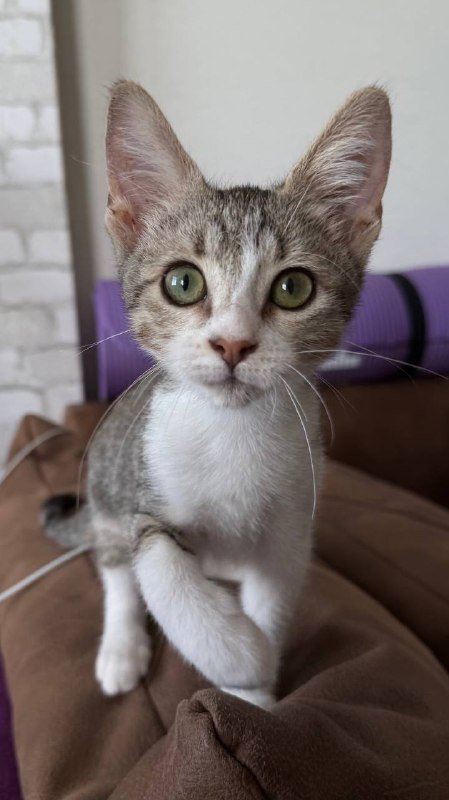 Котенок Чевапи ищет родителей